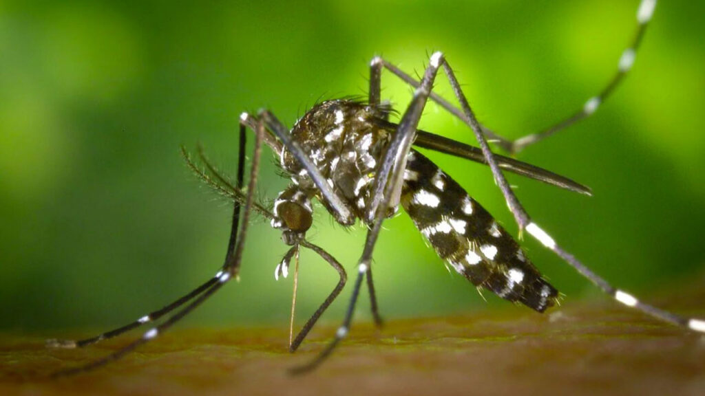 İnanç Can Çekmez: Genetiği değiştirilmiş sivrisinekler tabiata salınmıştı: Birinci sonuçları aşikâr oldu 3