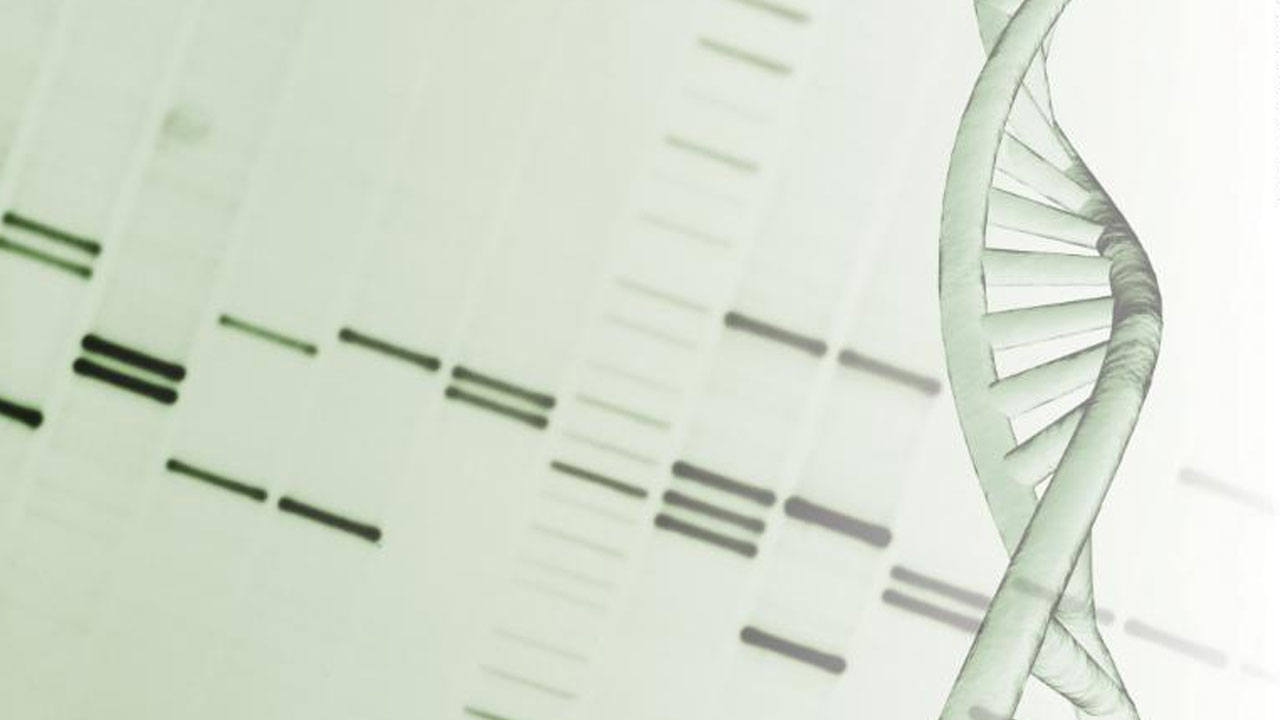 Meral Erden: İnsan Genomunu Birinci Sefer Baştan Aşağı Haritalandırdı 1