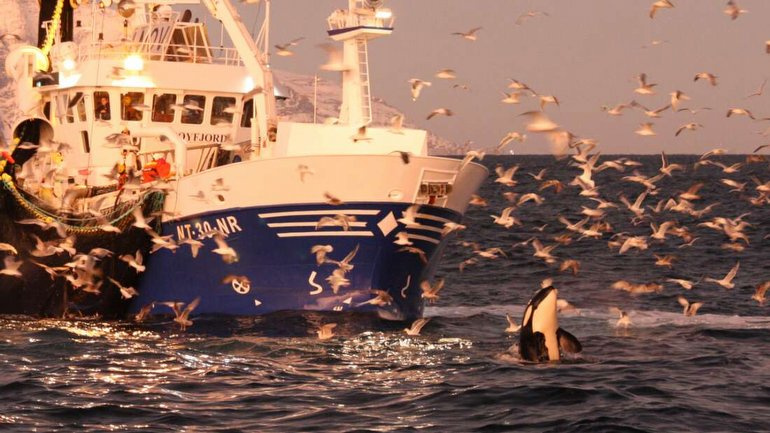 Ulaş Utku Bozdoğan: Katil Balinaların, Birbirlerine Balıkçılardan Çalmayı Öğrettiği Düşünülüyor 1