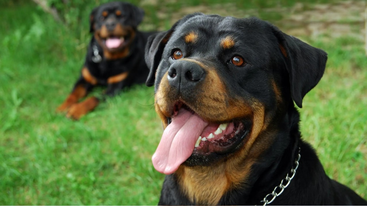 Meral Erden: Köpek Irkları ile Davranışları Kontaklı Olmayabilir 15