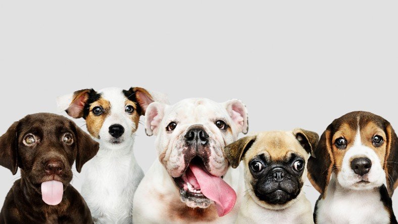 İnanç Can Çekmez: Köpek Irkları ile Davranışları Kontaklı Olmayabilir 7