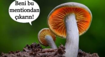 Mantarların ‘Kendi Dillerinde’ Konuştuğu Açıklandı