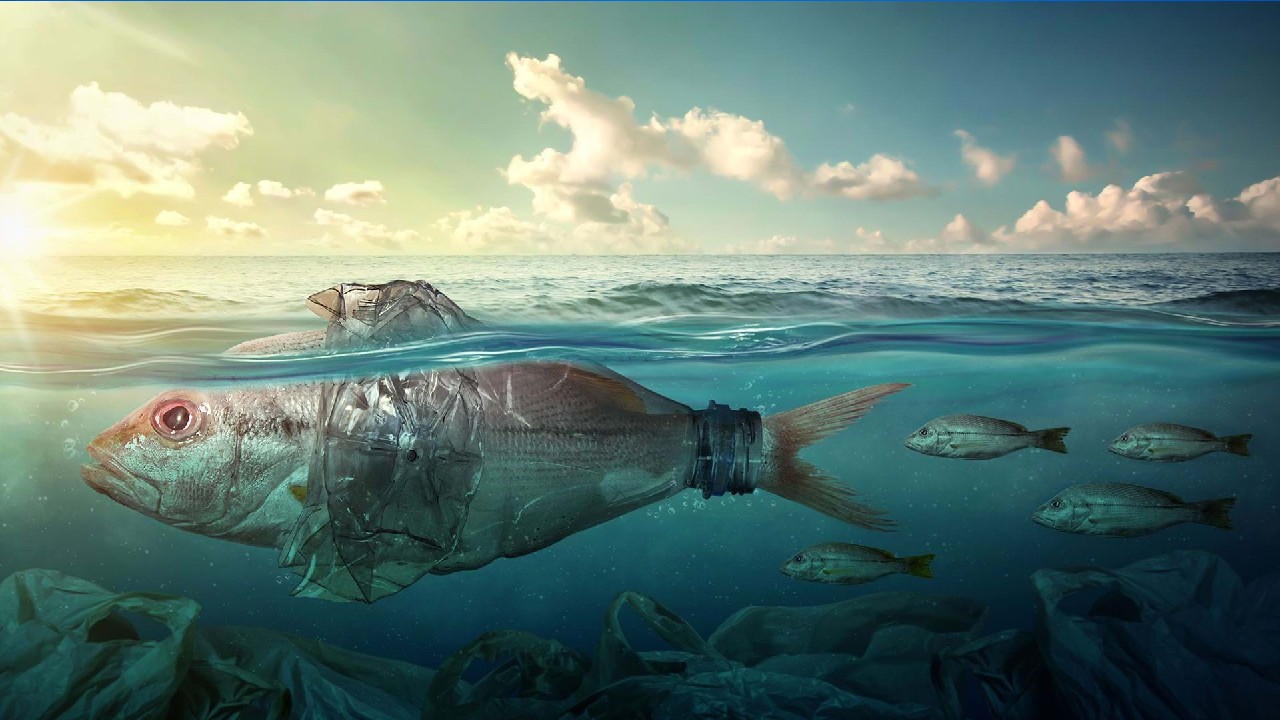 Ulaş Utku Bozdoğan: Okyanus Ömrü, Kitlesel Yok Oluşun Eşiğinde 1