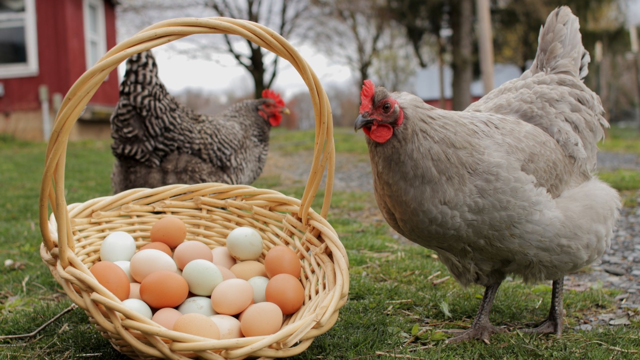 İnanç Can Çekmez: "Tavuk mu Yumurtadan, Yumurta mı Tavuktan Çıkar"ın Yanıtı 33