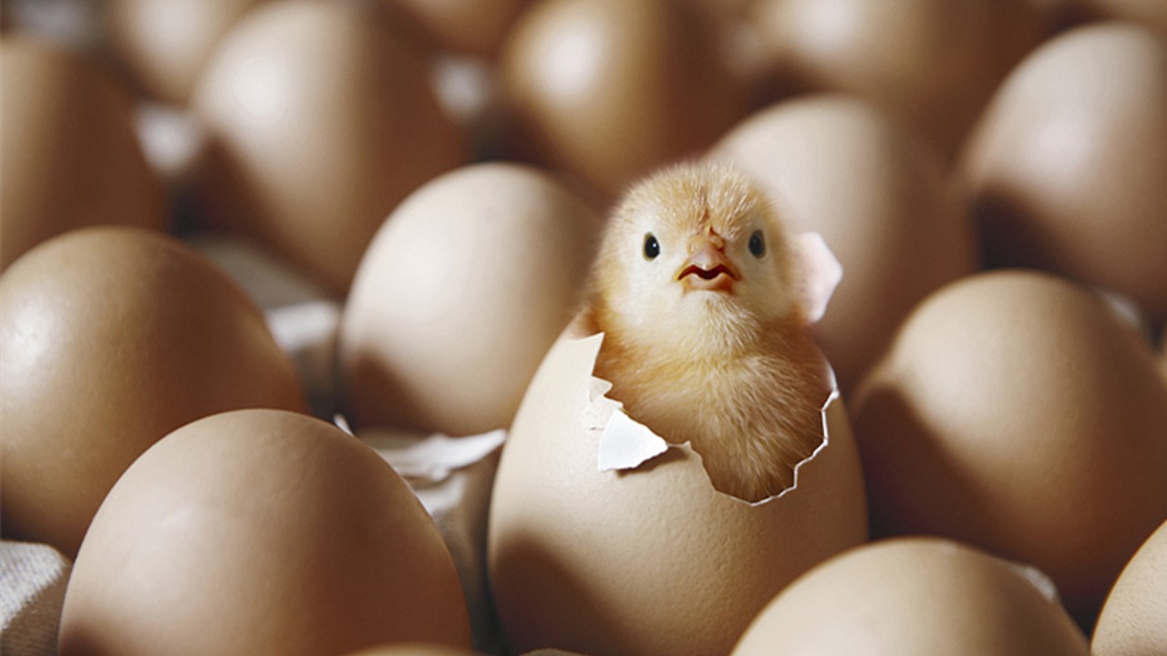 İnanç Can Çekmez: "Tavuk mu Yumurtadan, Yumurta mı Tavuktan Çıkar"ın Yanıtı 39