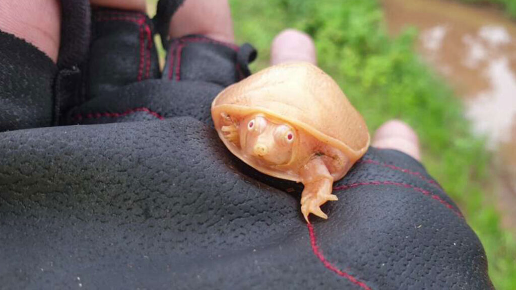 Ulaş Utku Bozdoğan: Yalnızca 4 santimetreye 3 santimetre boyutunda olan şirin (ve beyaz) Hint kanatlı kaplumbağası, görenleri şaşırtıyor 3