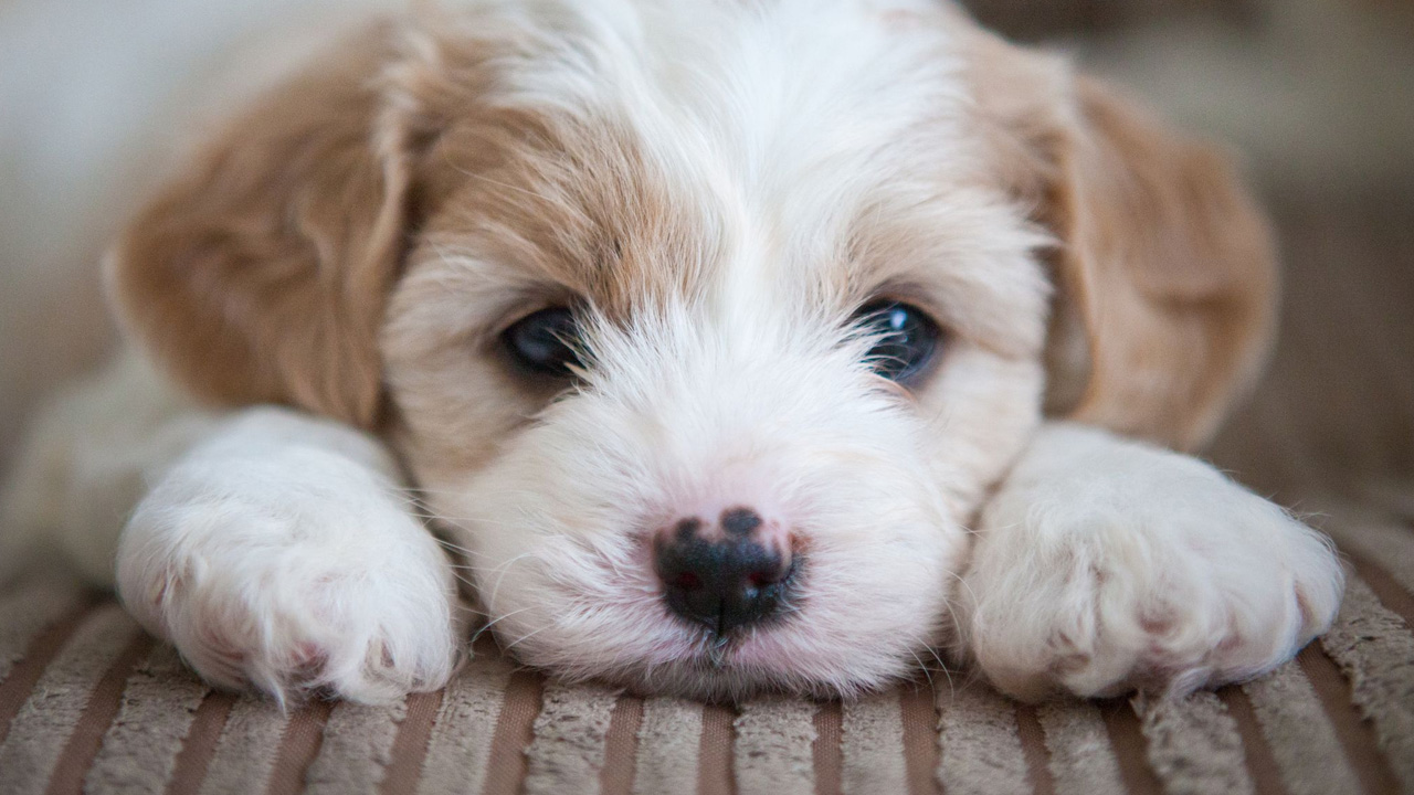 İnanç Can Çekmez: Yavru Köpeklerin Neden Daha Sempatik Oldukları Açıklandı 15