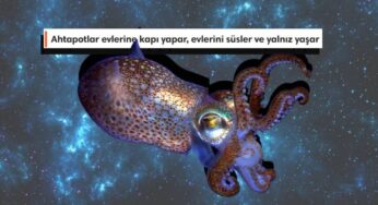 Ahtapotların 8 Sıra Dışı Özelliği
