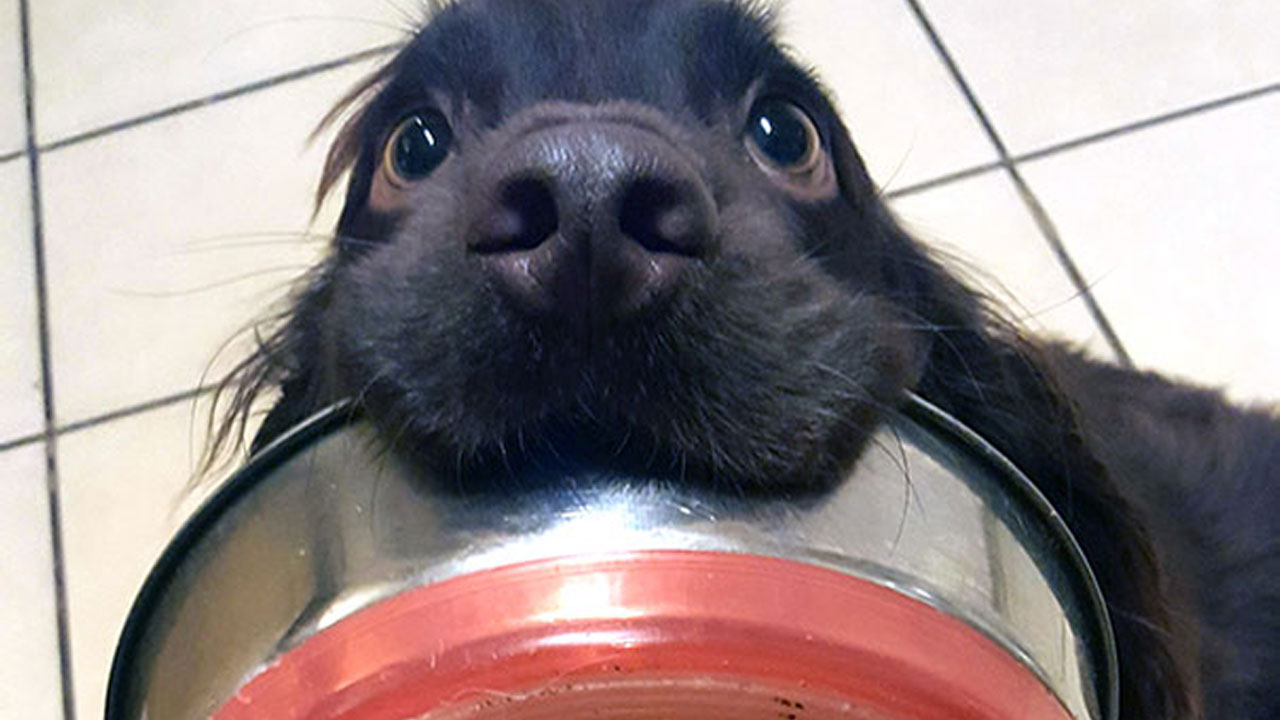 Şinasi Kaya: Araştırma: Köpekler Günde Kaç Defa Beslenmeli? 1