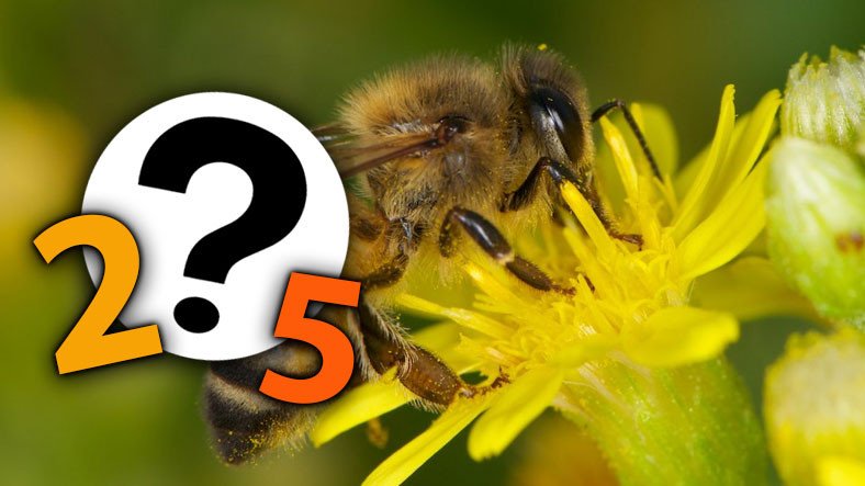 Meral Erden: Bal Arıları, Tek ve Çift Sayıları Birbirinden Ayırabiliyor! 1