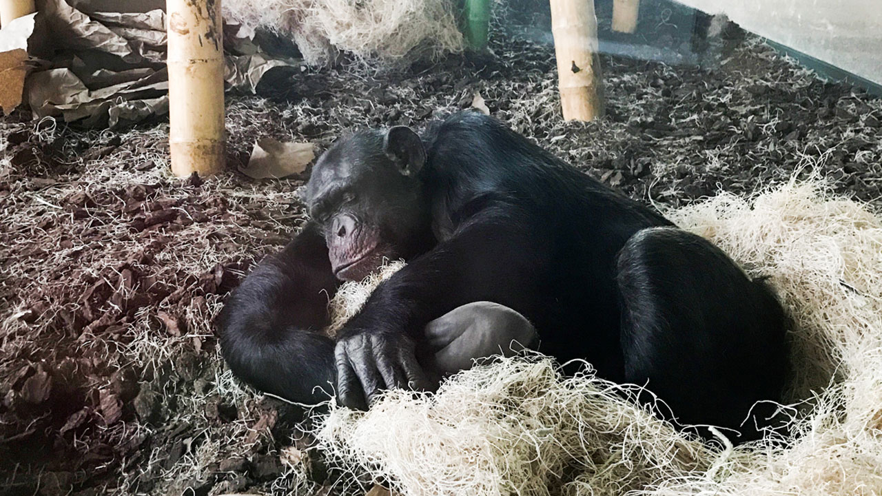 Meral Erden: Beşerler Başka Primatlardan Neden Çok Daha Az Uyur? 3