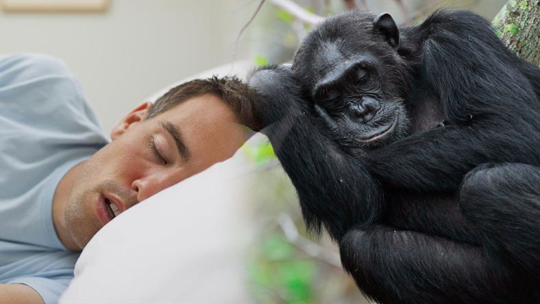 Meral Erden: Beşerler Başka Primatlardan Neden Çok Daha Az Uyur? 7