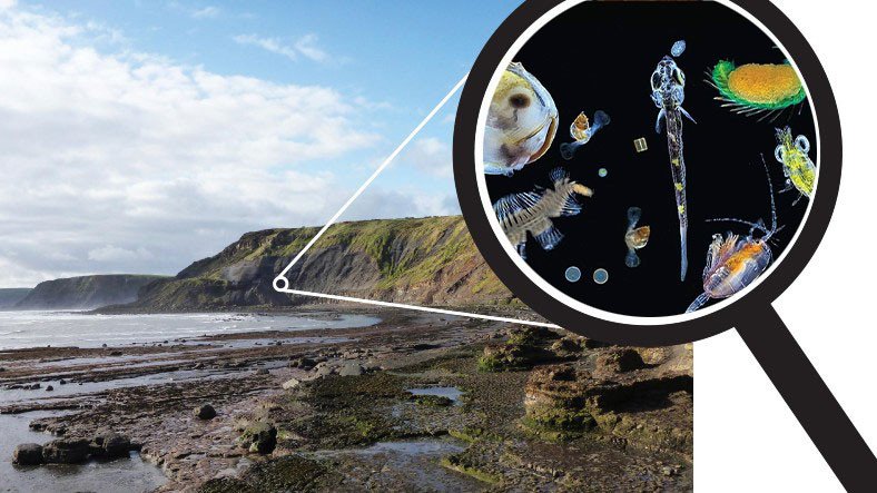 Ulaş Utku Bozdoğan: Bilim İnsanları 'Hayalet' Plankton Fosiller Keşfetti 7