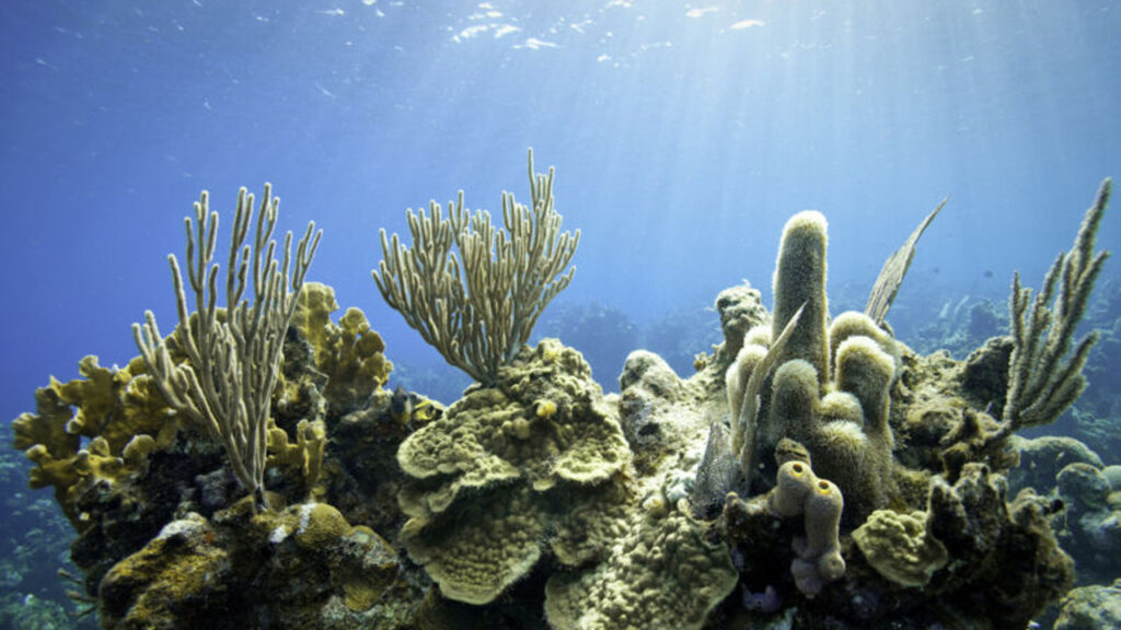 Meral Erden: Bizi Güneş'ten koruyan güneş kremleri, mercanları öldürüyor olabilir mi? 1