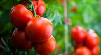 Domatesler, ‘D Vitamini’ Deposuna Dönüştürüldü