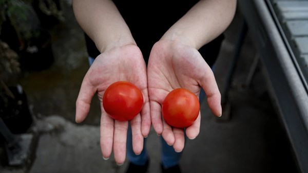 Meral Erden: Genetiği değiştirilmiş domates, daha fazla D vitamini içeriyor 3