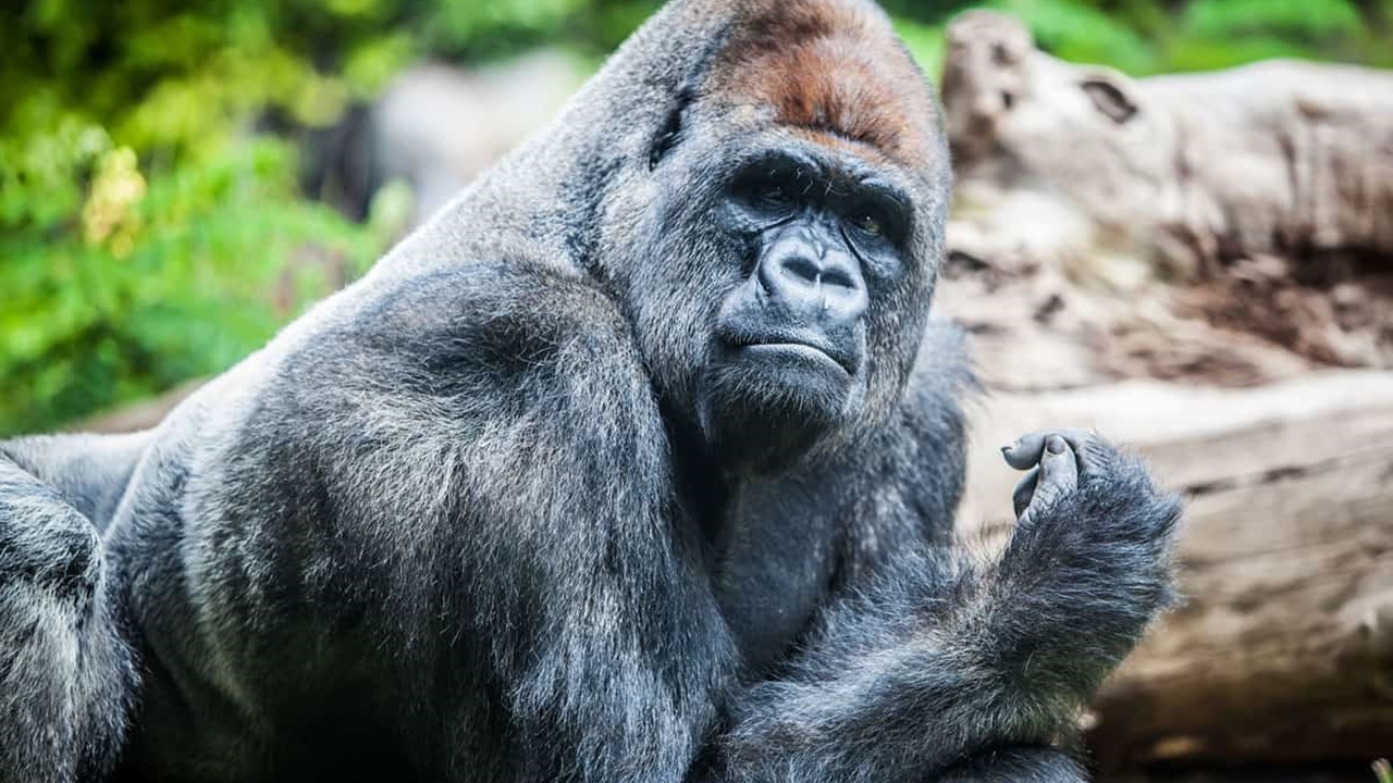 Şinasi Kaya: Goriller Çoğunlukla Otçul Olmalarına Karşın Neden Kaslılar? 13