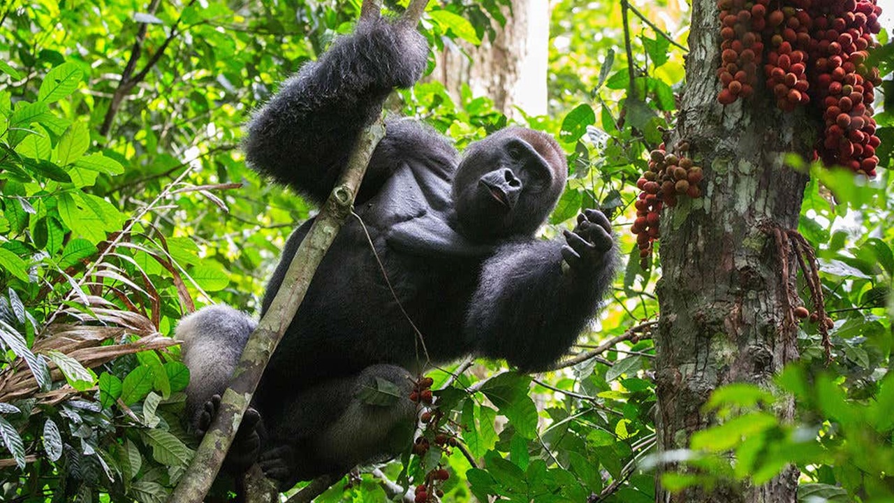 İnanç Can Çekmez: Goriller Çoğunlukla Otçul Olmalarına Karşın Neden Kaslılar? 37