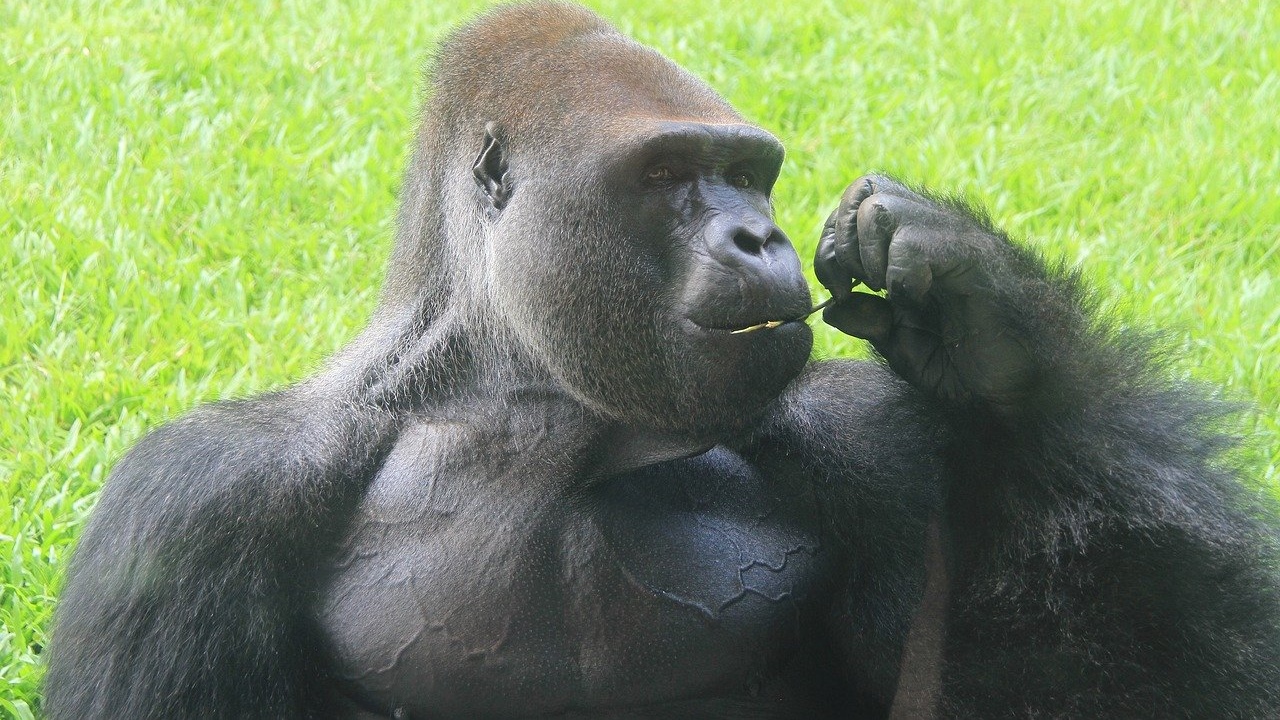 Ulaş Utku Bozdoğan: Goriller Çoğunlukla Otçul Olmalarına Karşın Neden Kaslılar? 13