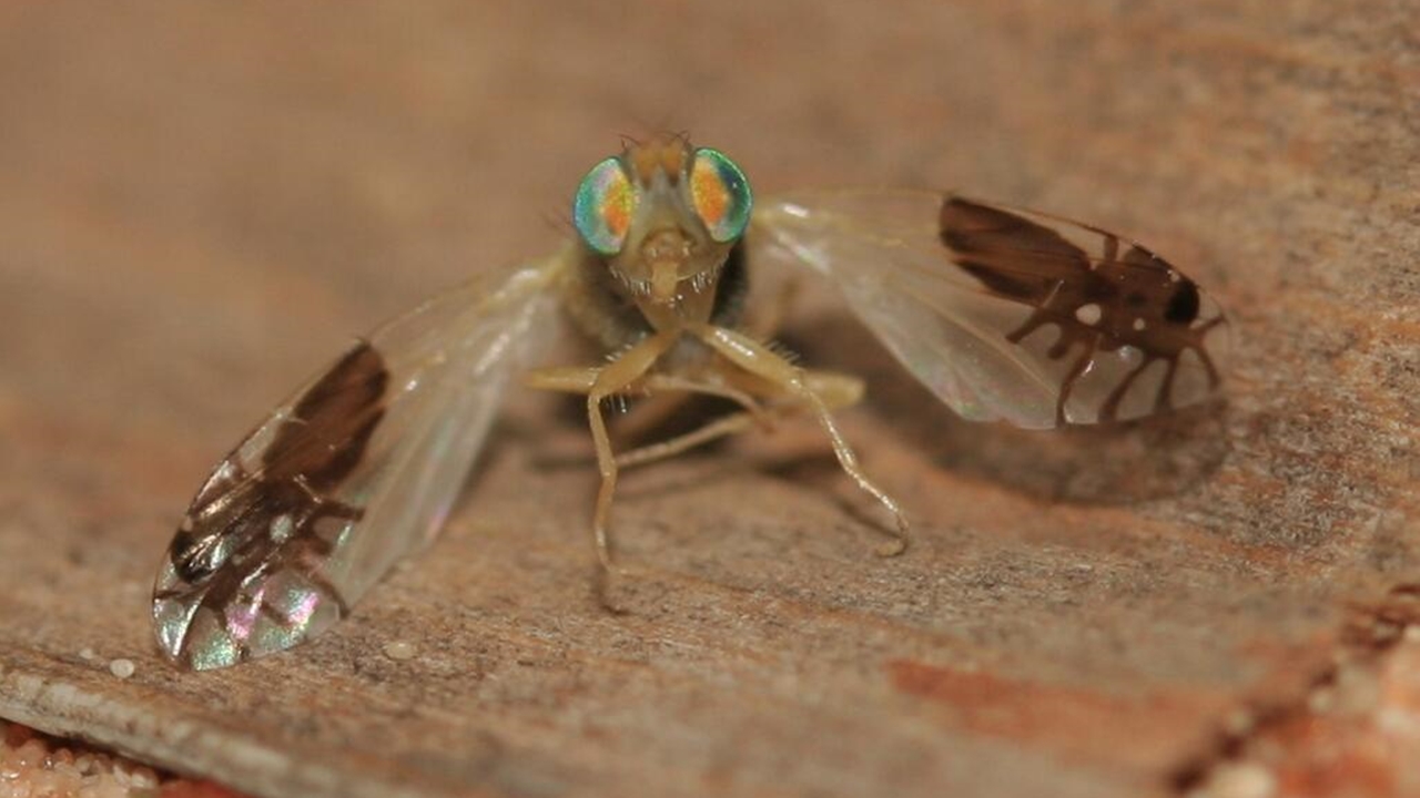 Şinasi Kaya: Kanatlarında Karınca Deseni Olan Sinek Çeşidi 1