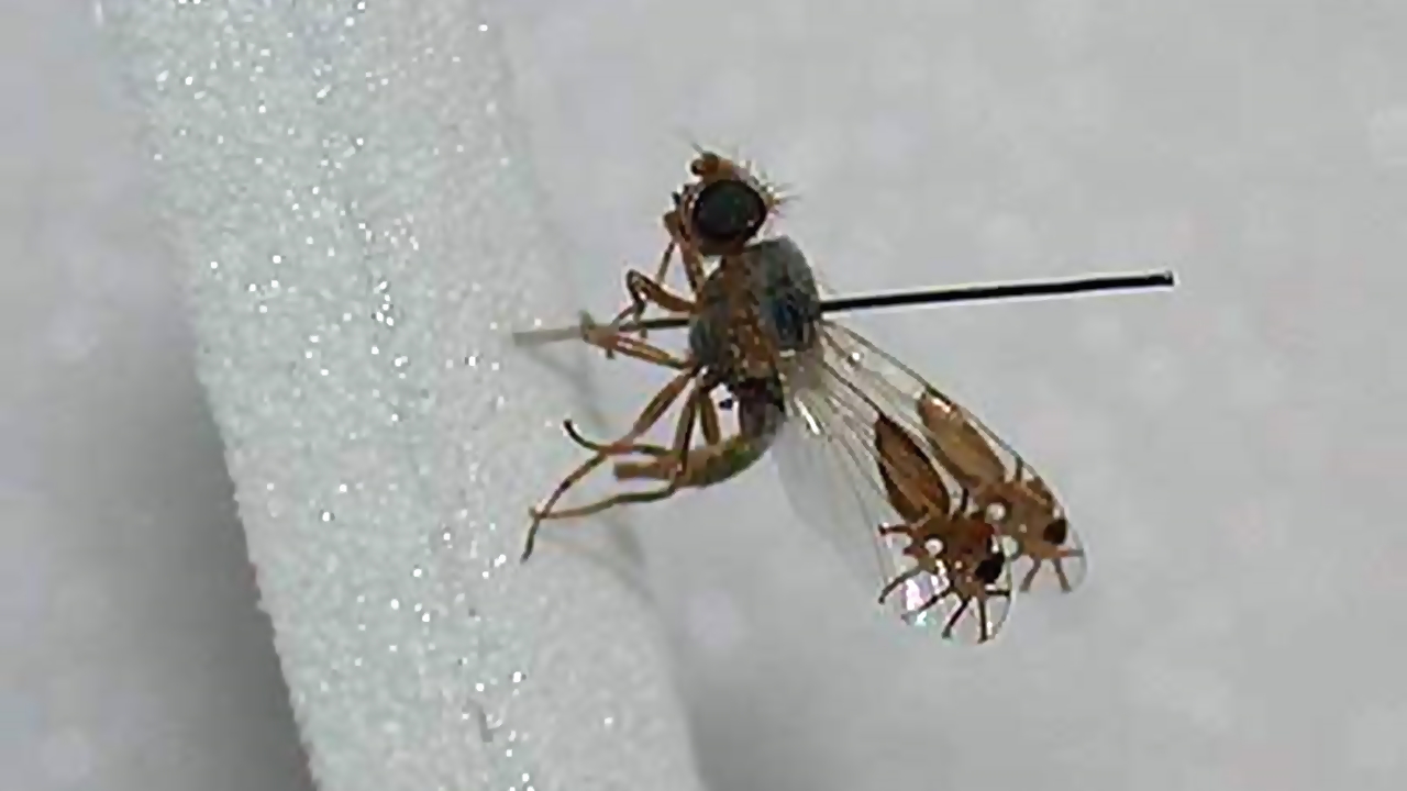 Şinasi Kaya: Kanatlarında Karınca Deseni Olan Sinek Çeşidi 2