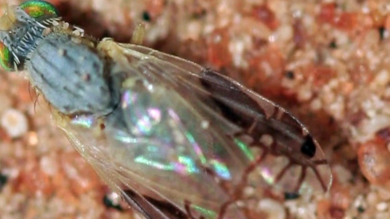 Şinasi Kaya: Kanatlarında Karınca Deseni Olan Sinek Çeşidi 5