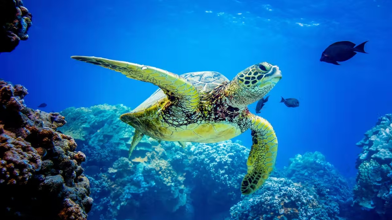 Ulaş Utku Bozdoğan: Kaplumbağaların Okyanusta Nasıl Taraflarını Buluyor? 1