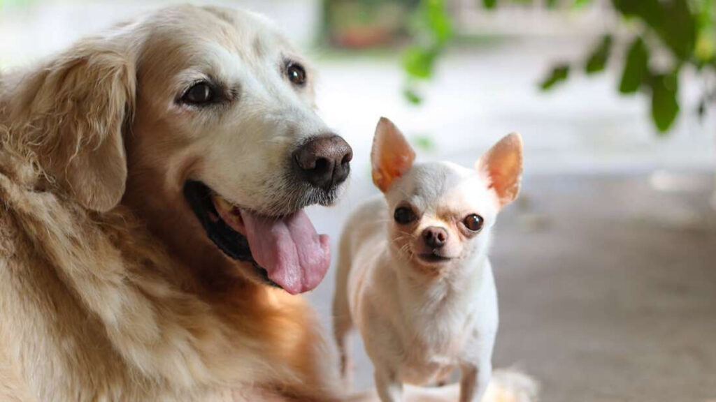Ulaş Utku Bozdoğan: Köpeklerin davranışları ve ırkları ortasındaki ilişki, o kadar da güçlü olmayabilir 1