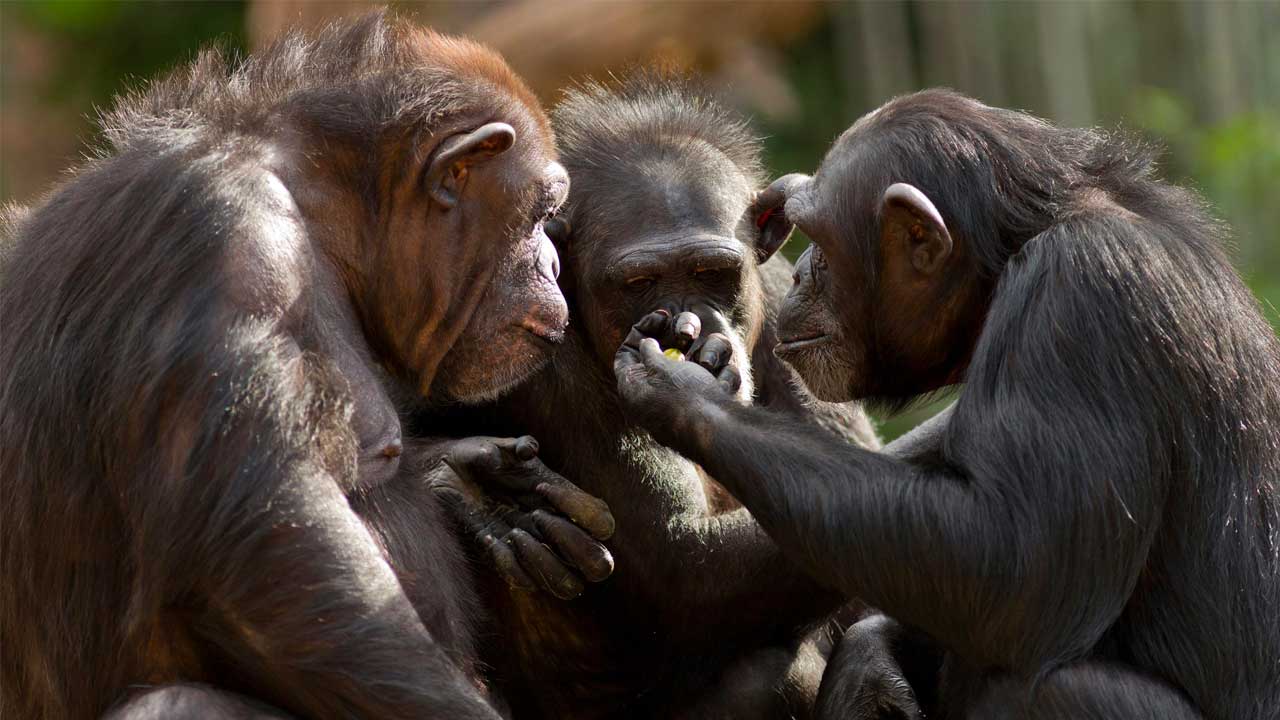 Ulaş Utku Bozdoğan: Şempanzelerin Ortalarında Kapalı Bir Lisan Kullandıkları Keşfedi 15