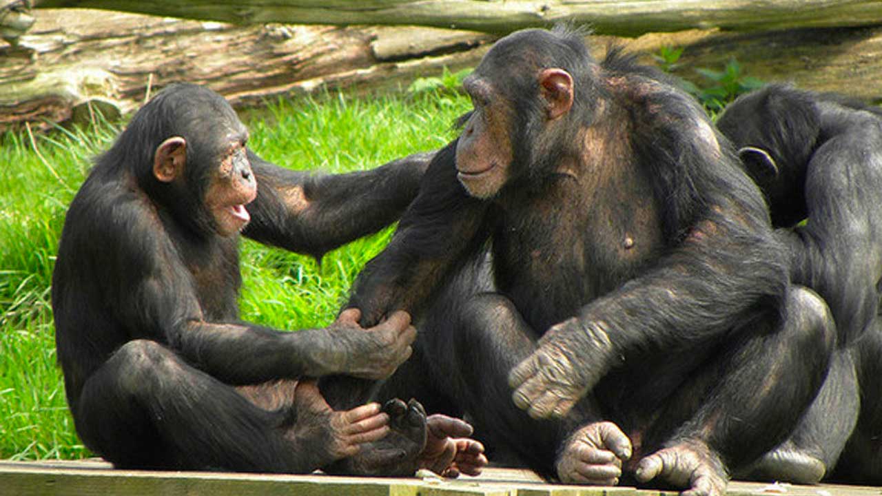 Ulaş Utku Bozdoğan: Şempanzelerin Ortalarında Kapalı Bir Lisan Kullandıkları Keşfedi 3