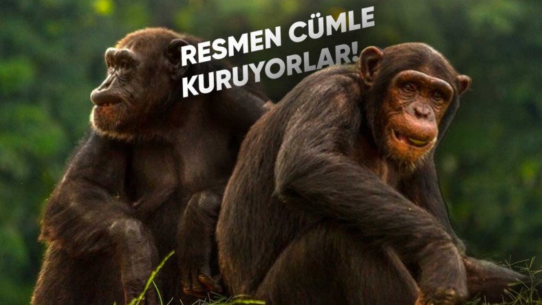 Ulaş Utku Bozdoğan: Şempanzelerin Ortalarında Kapalı Bir Lisan Kullandıkları Keşfedi 5