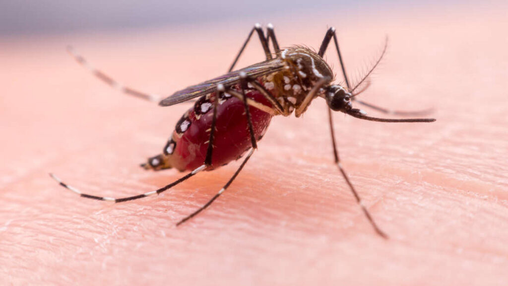 Ulaş Utku Bozdoğan: Sivrisinekler aslında neye geliyor? Yeni araştırma, bu soruya çok şaşırtan bir yanıt veriyor 1