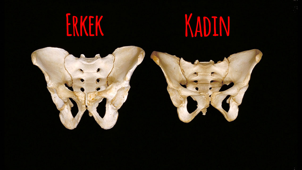 Şinasi Kaya: Sporda İki Cinsiyet Hakikaten Eşit Mi? 11