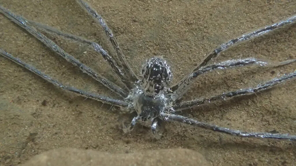 Şinasi Kaya: Suyun altında örümcek görmeyi muhtemelen beklemezsiniz; lakin bu örümcek, su altında 30 dakika kalabiliyor 1
