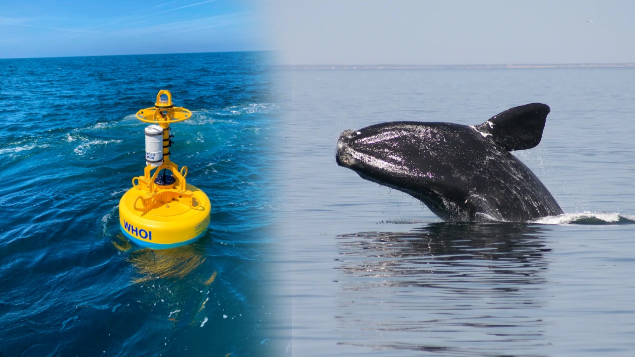 Şinasi Kaya: Tehlikede Olan Balinaları İzlemek İçin Robotlar Kullanılacak 1