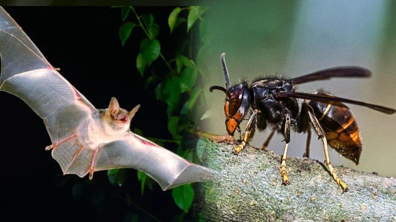 Meral Erden: Yarasalar, Kendini Korumak İçin Arıları Taklit Ediyor 3