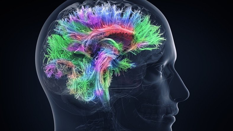 Şinasi Kaya: Yeni Bir Lisan Öğrendiğimizde Beynimize Neler Oluyor? 11