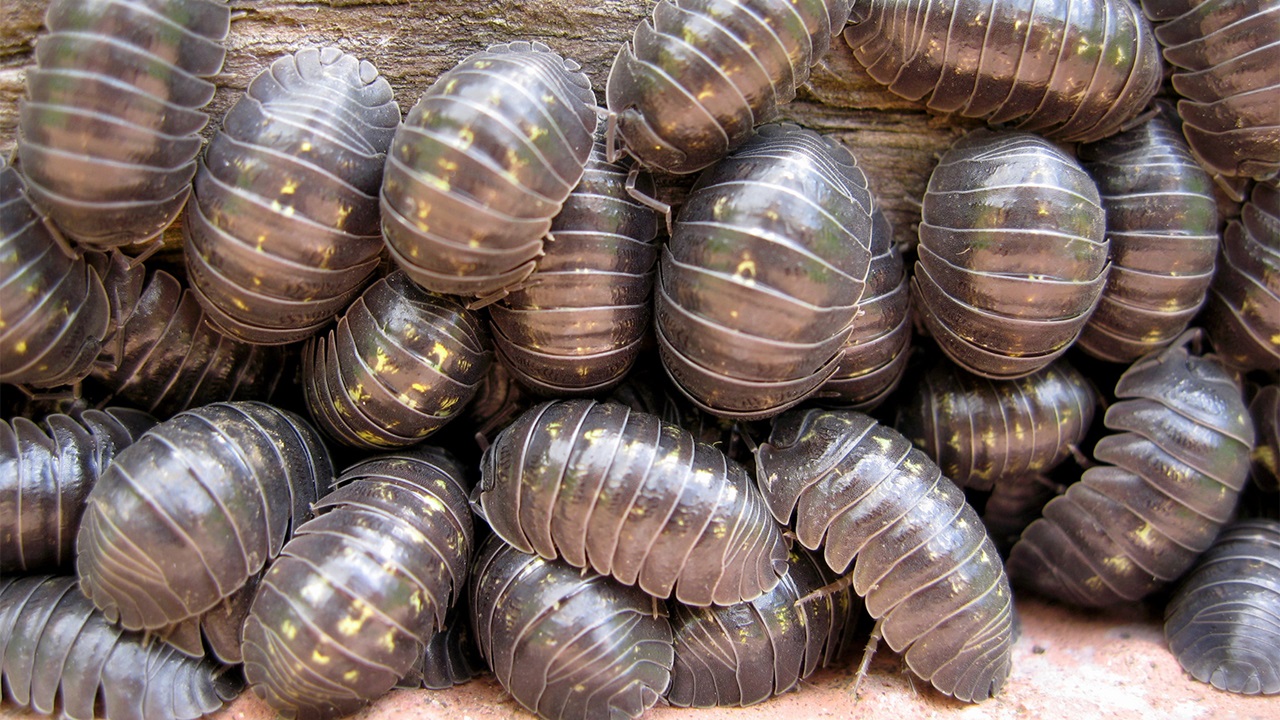 Meral Erden: Aslında Böcek Bile Olmayan Bu Sempatik Canlıların Yararları 21