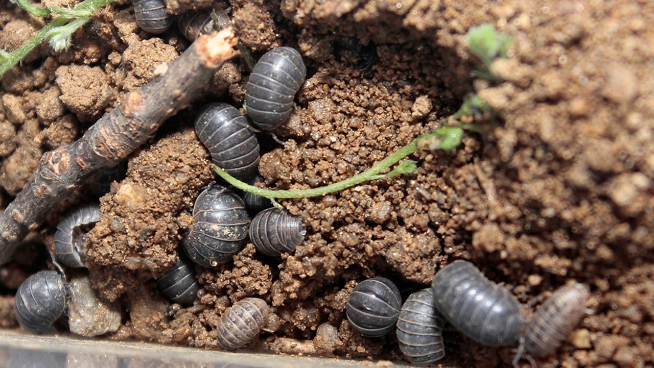 Meral Erden: Aslında Böcek Bile Olmayan Bu Sempatik Canlıların Yararları 37