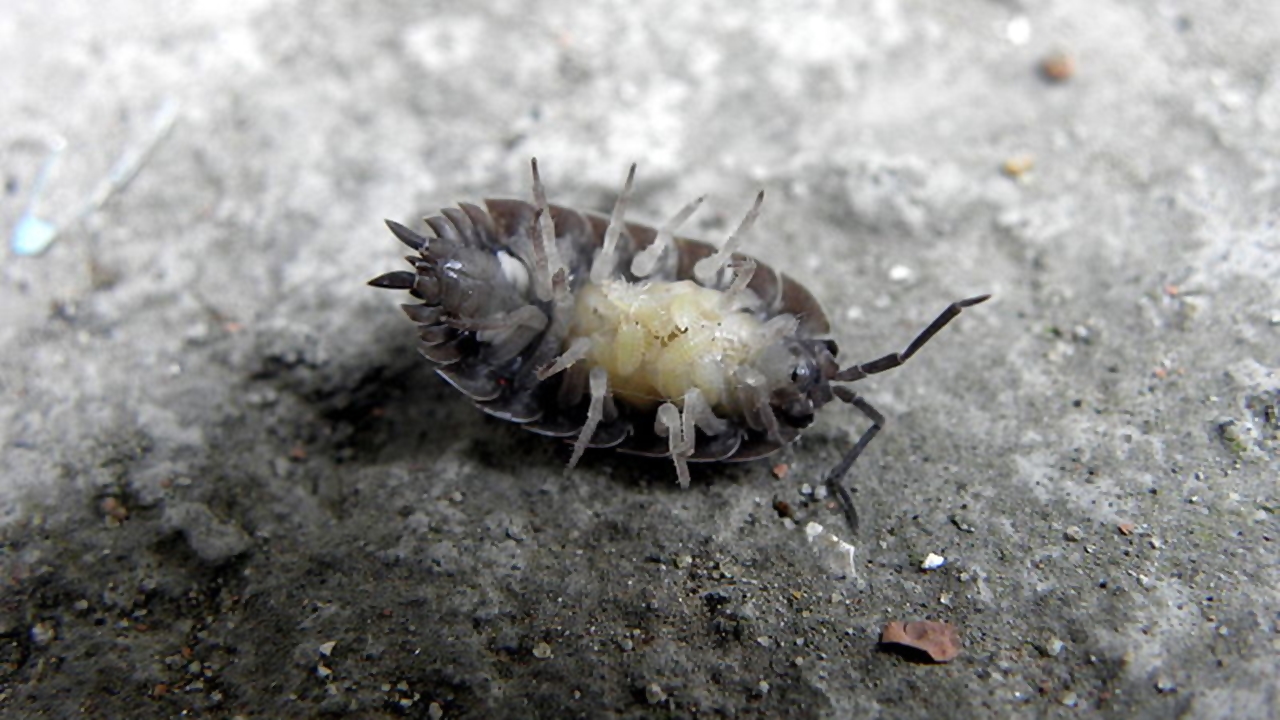 Meral Erden: Aslında Böcek Bile Olmayan Bu Sempatik Canlıların Yararları 39