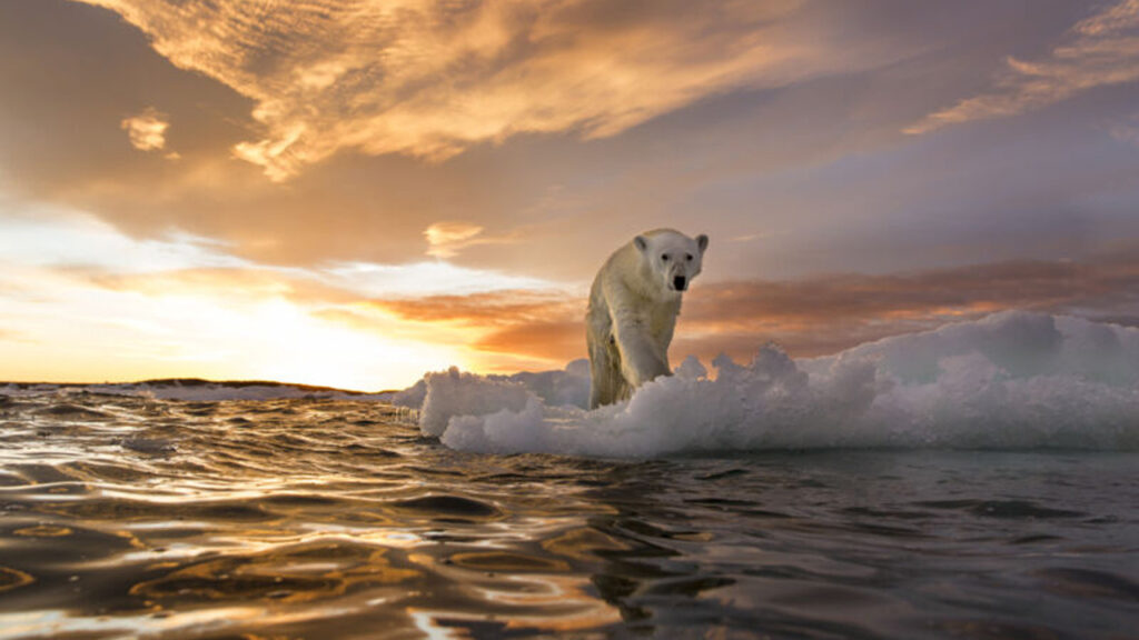 Ulaş Utku Bozdoğan: Beklenmeyen kutup ayısı popülasyonu, kaybolmaya yüz tutan tıp için umut veriyor 1
