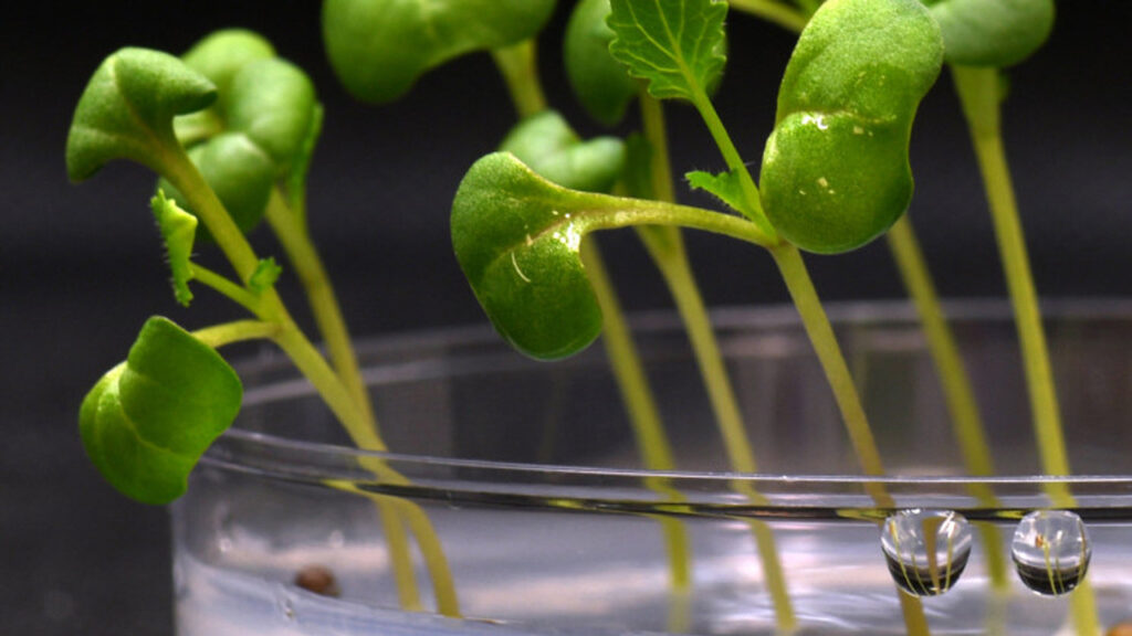 Şinasi Kaya: Bilim insanları, Güneş ışığı olmadan, yapay fotosentez ile bitki yetiştirdiler 1
