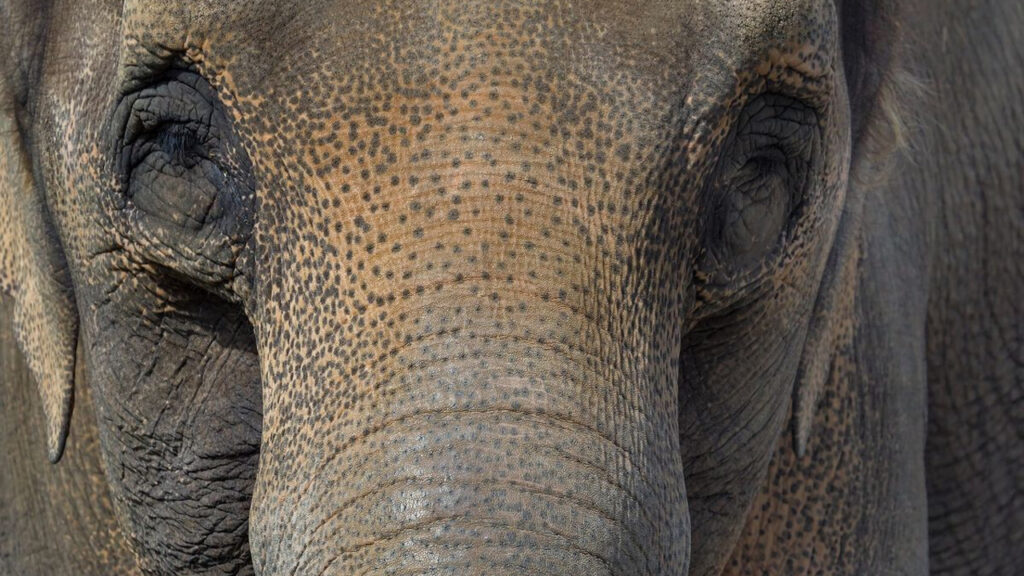 Meral Erden: Bir fil hakkında görülen en farklı davada karar verildi: "Bir fil, yasal olarak bir kişi değildir" 1