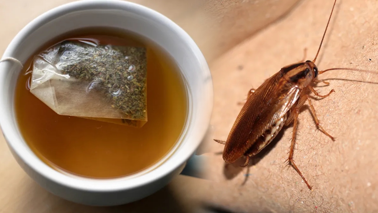 İnanç Can Çekmez: Çay Yapraklarında Böcek İzlerine Rastlandığı Açıklandı 1