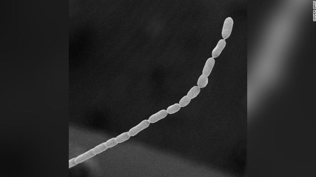 İnanç Can Çekmez: Dünyanın En Büyük Bakterisi Keşfedildi: 1 Santimetre Uzunluğunda 15