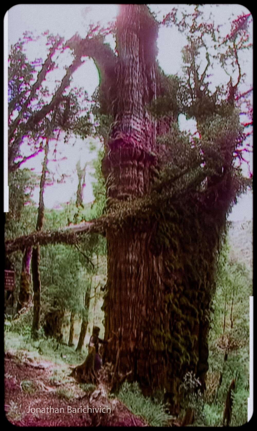 Meral Erden: Dünya'Nın En Yaşlı Ağacı Rekorunun Artık Yeni Bir Sahibi Var... 1