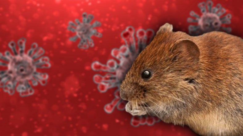 Ulaş Utku Bozdoğan: Farelerde Yeni Bir Tip Koronavirüs Keşfedildi 3