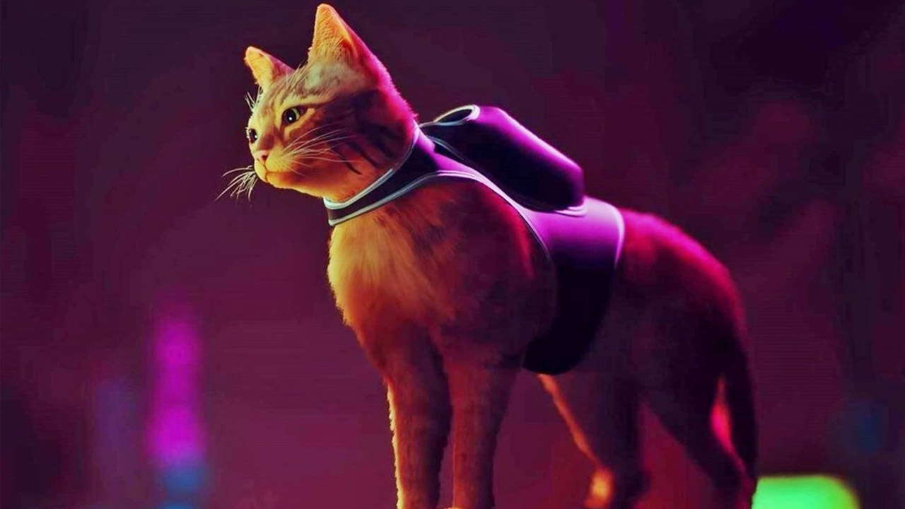 Şinasi Kaya: Kedi Simülasyonu Stray'In Çıkış Tarihi Açıklandı [Video] 1