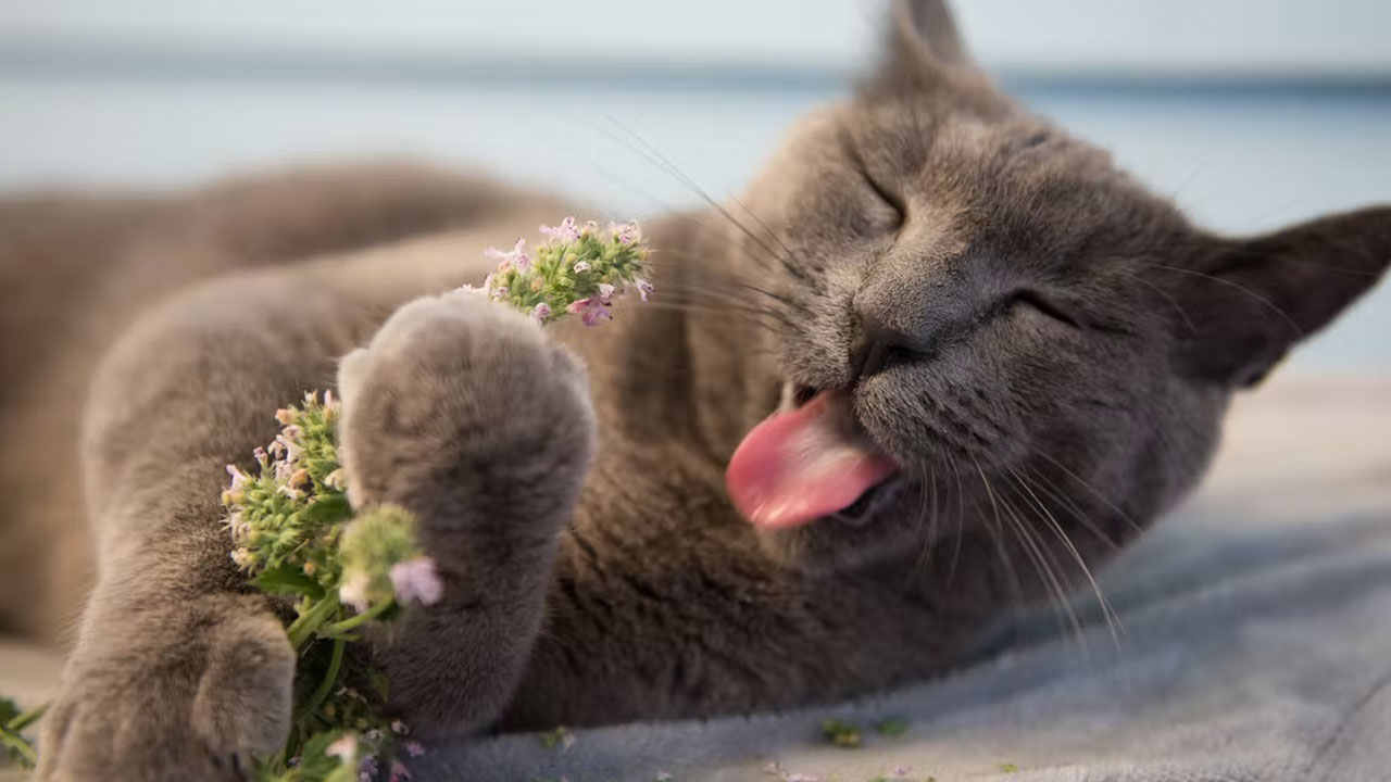 Şinasi Kaya: Kedilerin Kedi Nanesini Neden Çiğnediği Açıklandı 1
