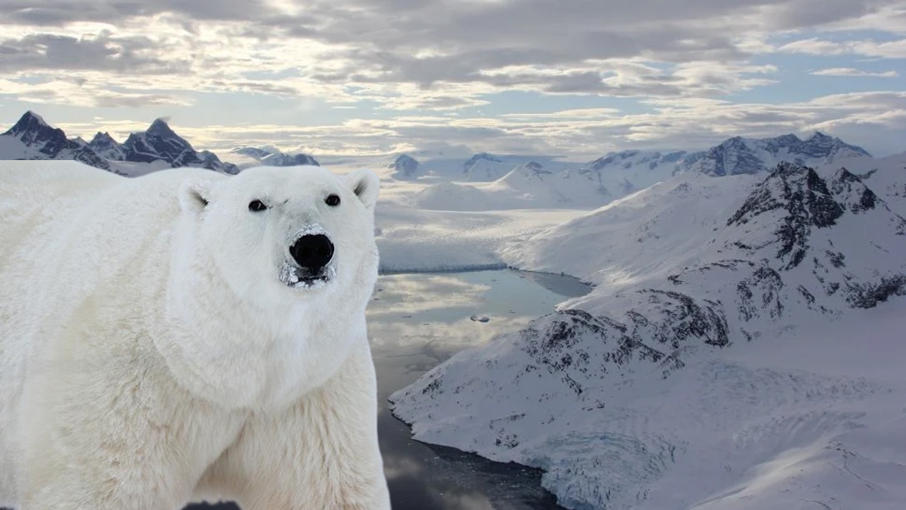 İnanç Can Çekmez: Su Buzu Olmadan Yaşayabilen Kutup Ayıları Keşfedildi 1